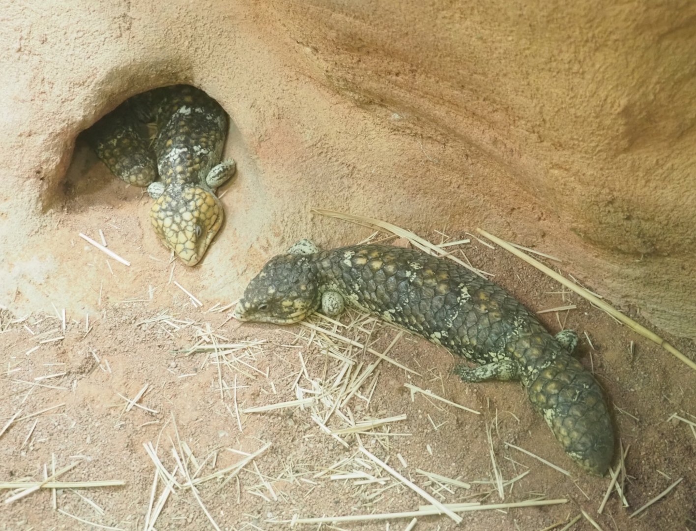 Western Shinglebacks (Tiliqua rugosa rugosa), 2023-07-02
