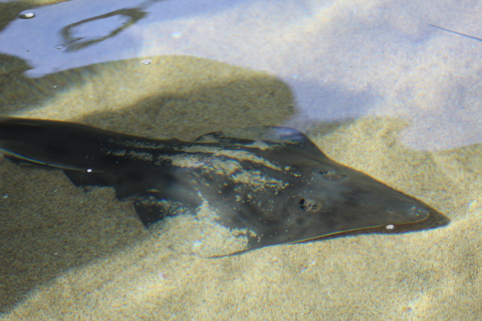Western Shovelnose Guitarfish