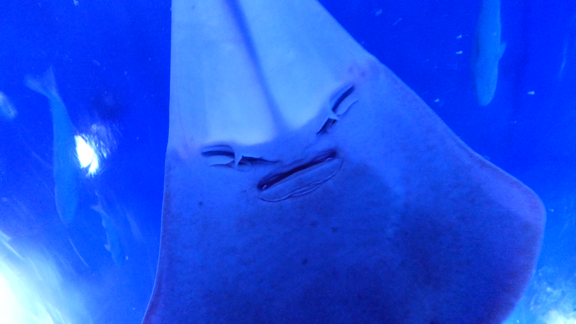 Western Shovelnose Ray (Aptychotrema vincentiana)