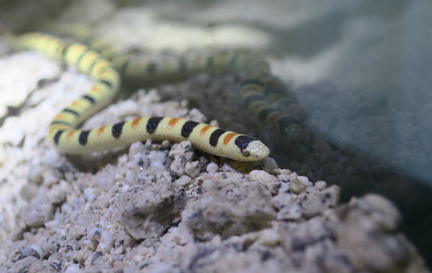 Western Shovelnose Snake (Sonora occipitalis)