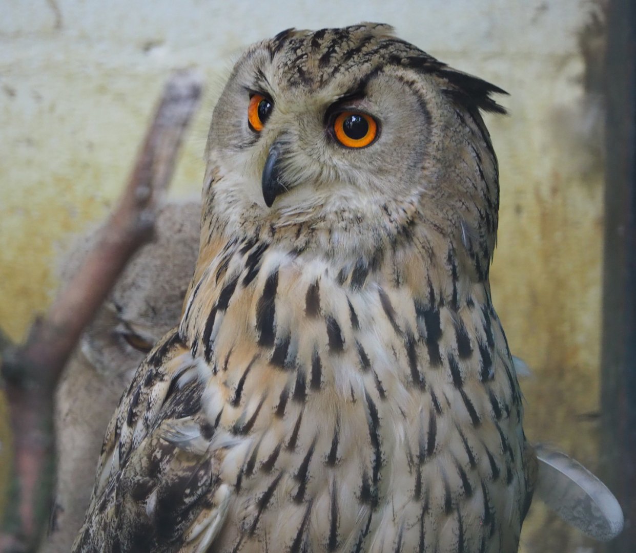 Western Siberian eagle-owl (Bubo bubo sibiricus), 2020-06-20