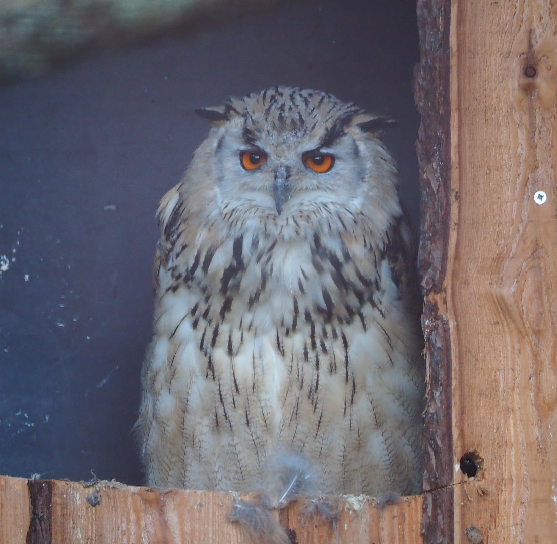 Western Siberian eagle-owl (Bubo bubo sibiricus), 2020-09-12