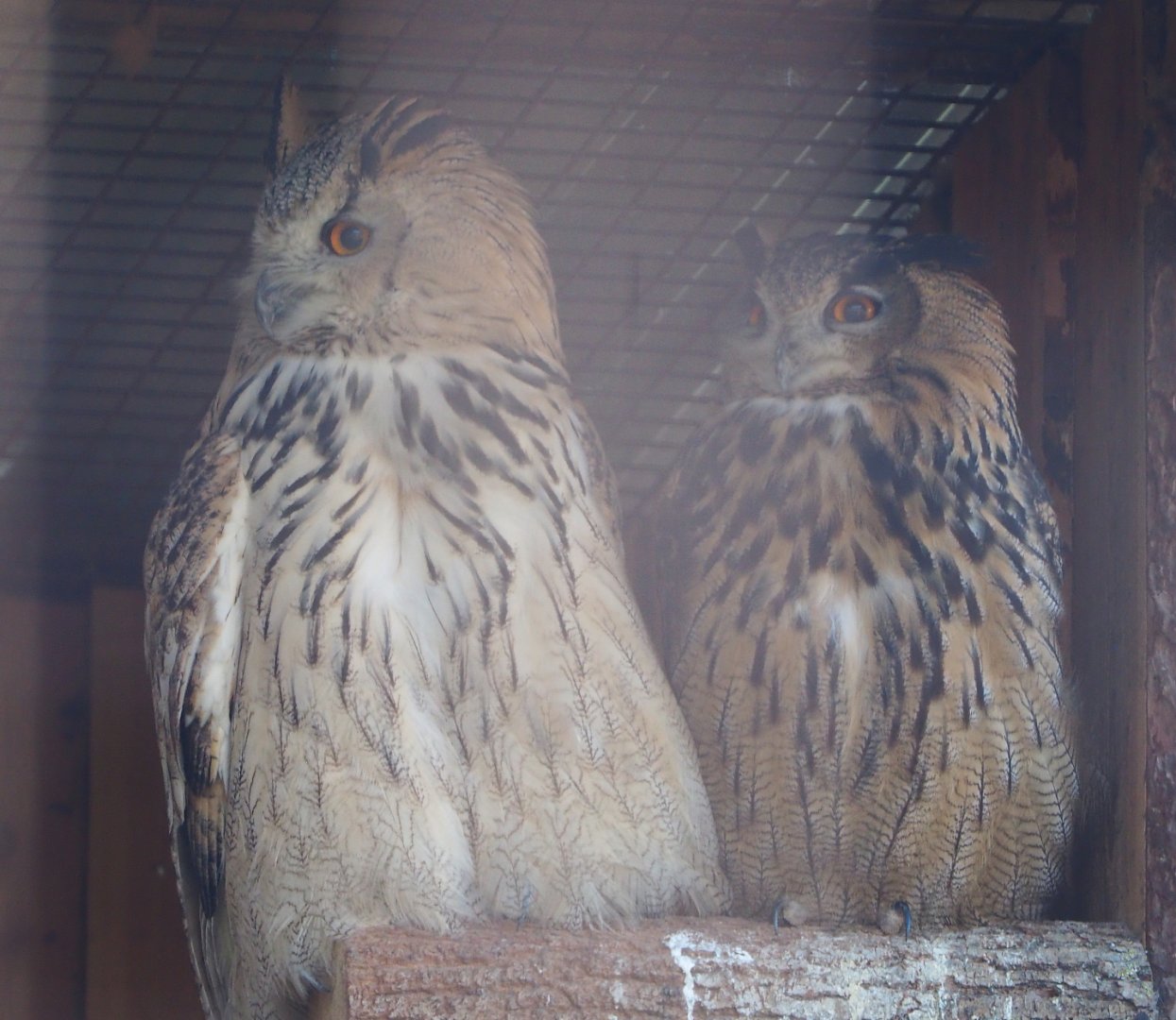 Western Siberian eagle-owl (Bubo bubo sibiricus) and Eurasian eagle owl (B. b. bubo), 2020-09-12