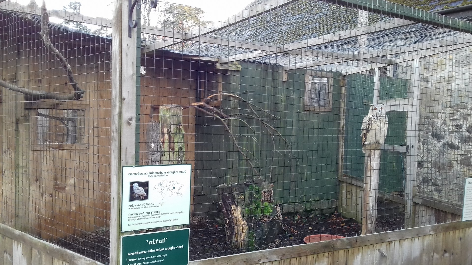 Western Siberian eagle-owl (Bubo bubo sibiricus) aviary
