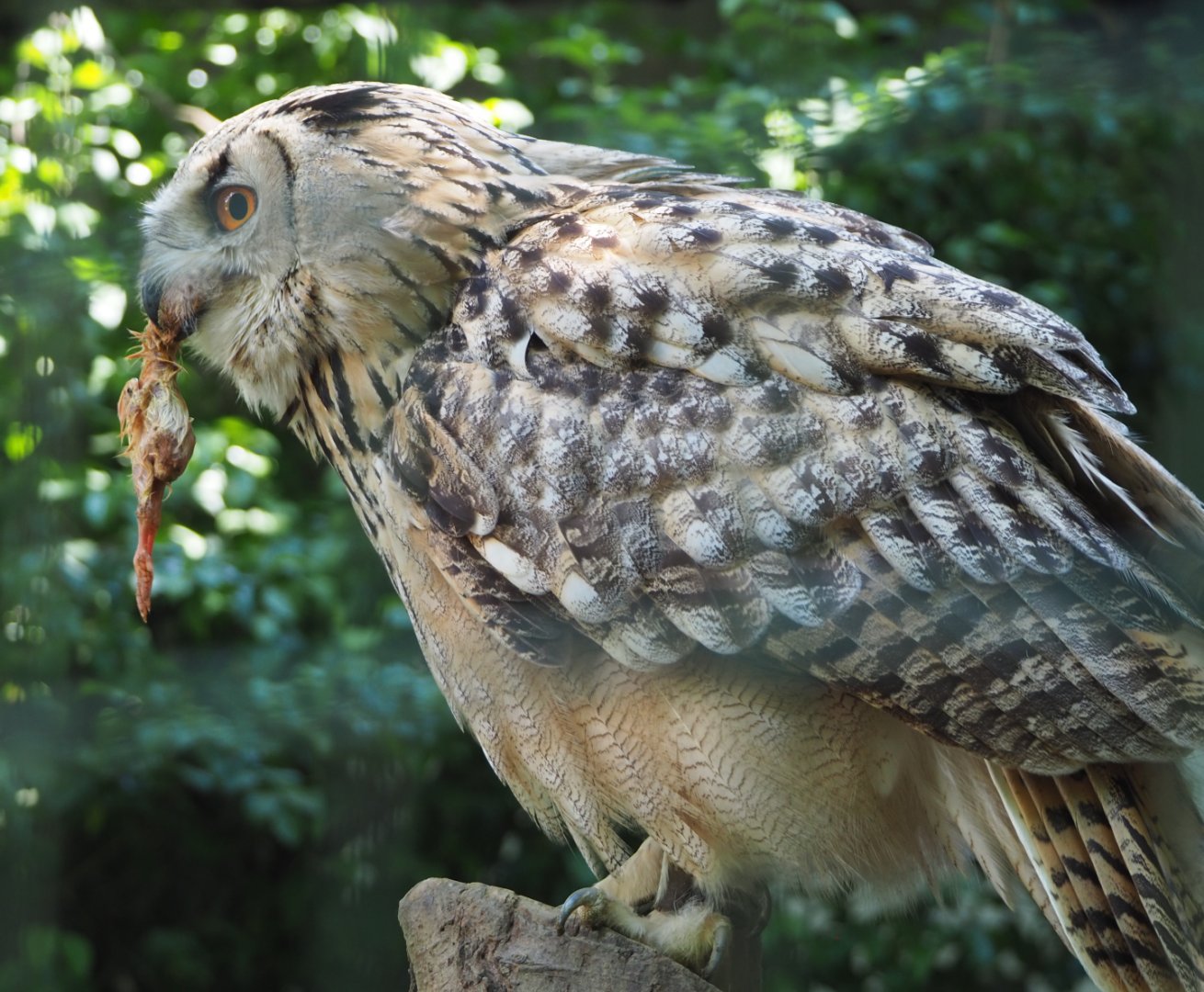 Western Siberian eagle-owl (Bubo bubo sibiricus) with lunch, 2020-06-20