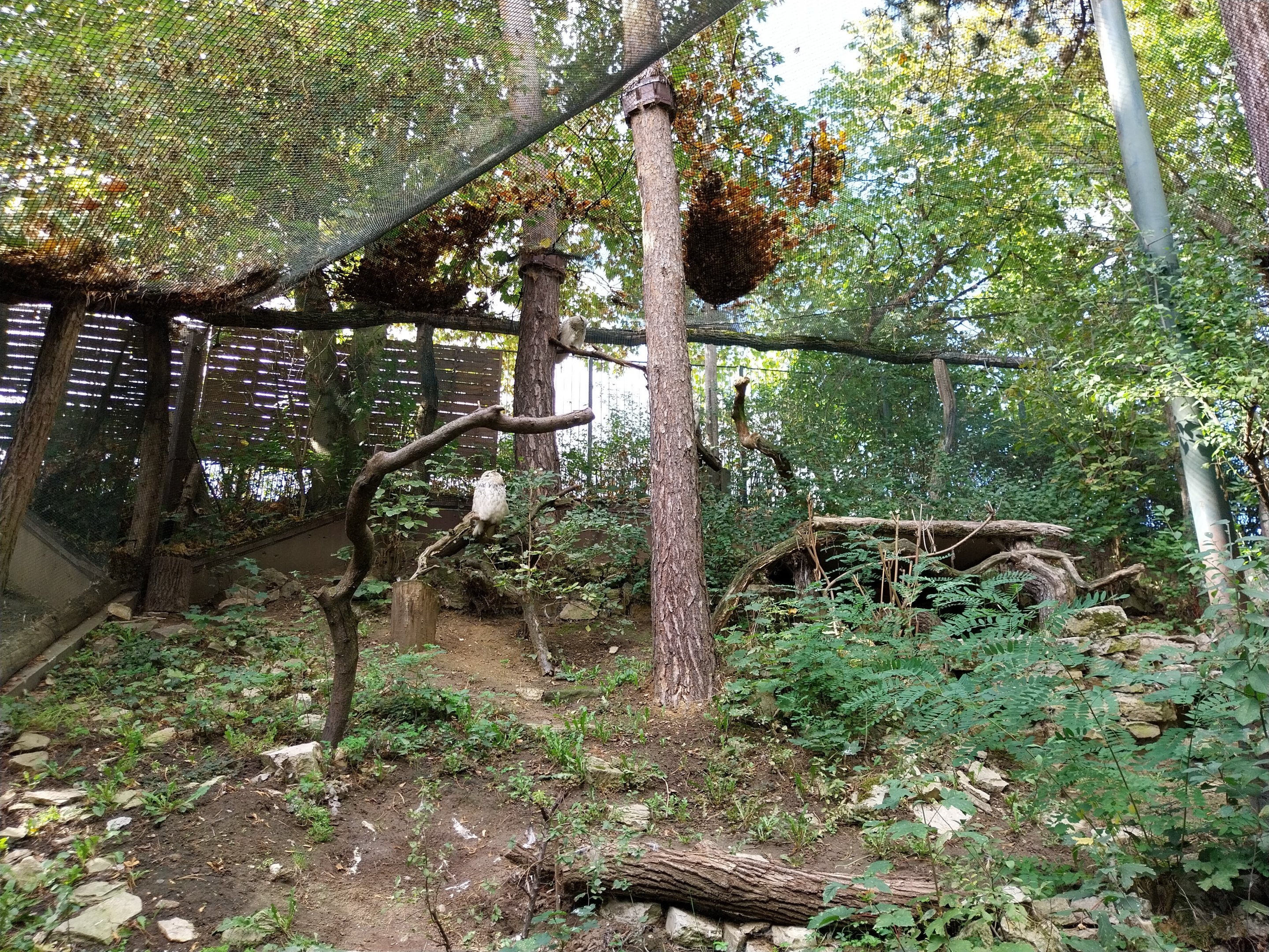 Western Siberian Eagle-owl (Bubo bubo sibiricus)