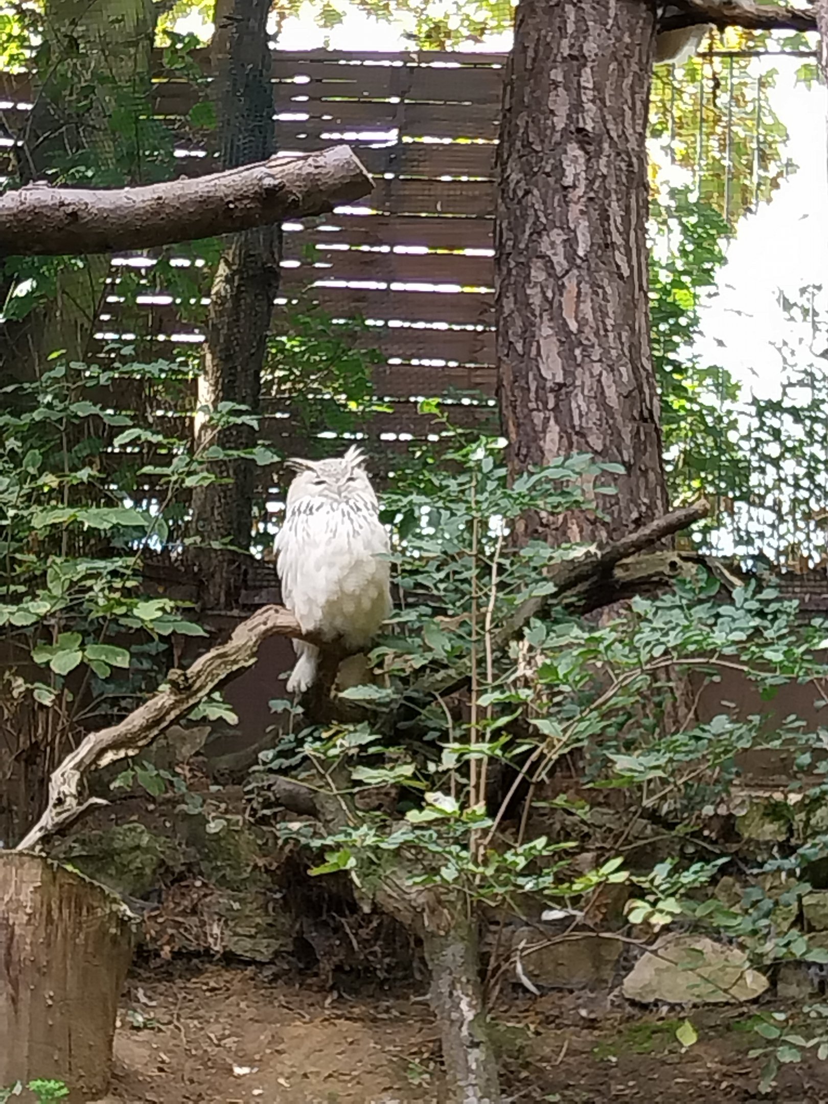 Western Siberian Eagle-owl (Bubo bubo sibiricus)