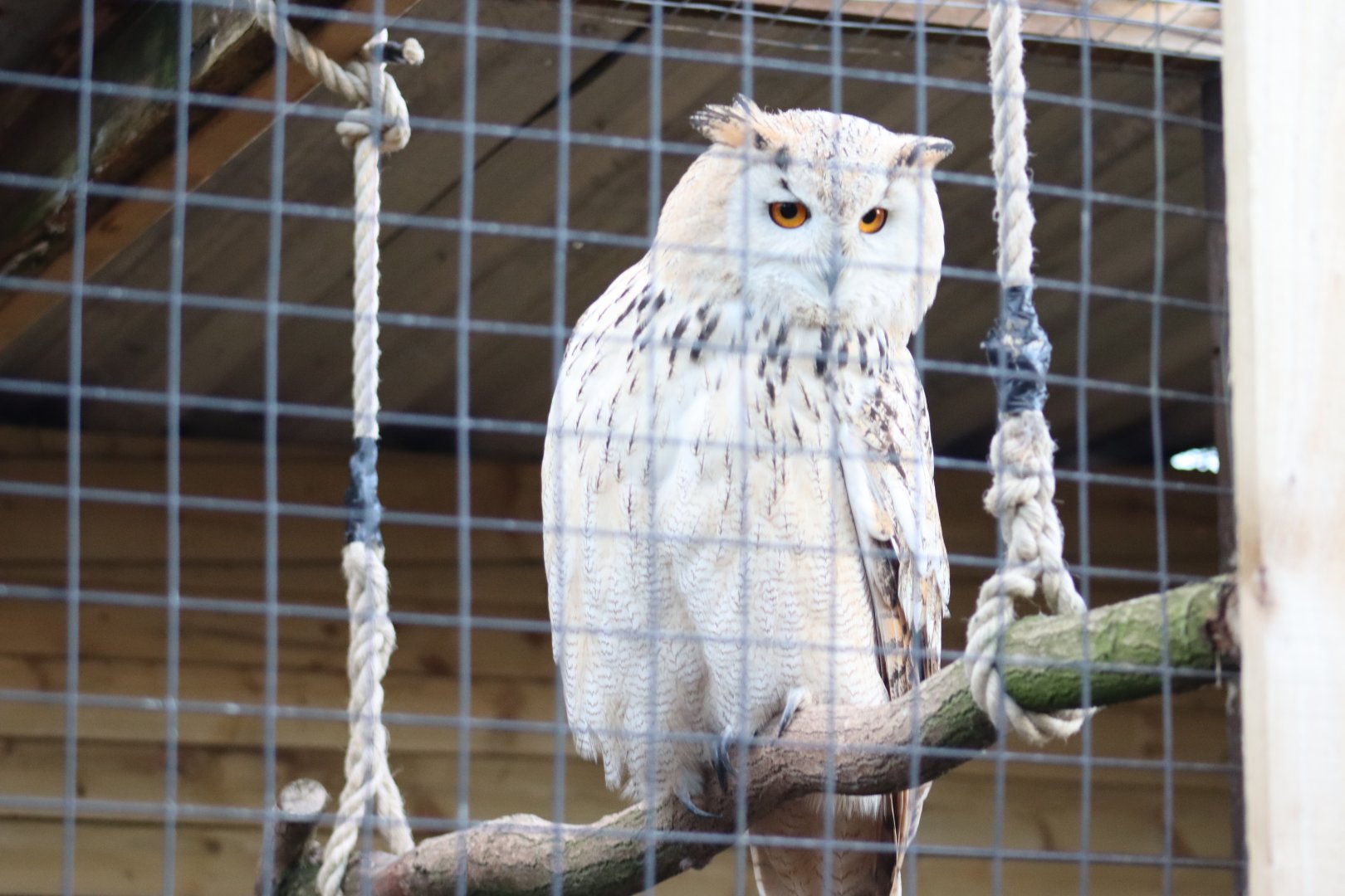 Western Siberian Eagle Owl [Nov 2021]