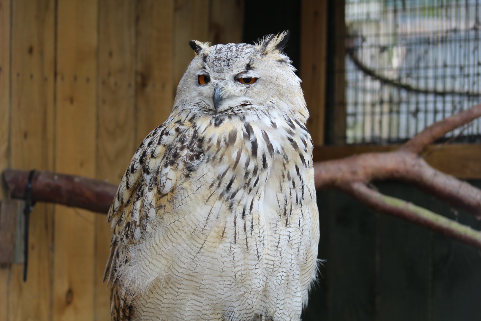 Western Siberian Eagle-Owl