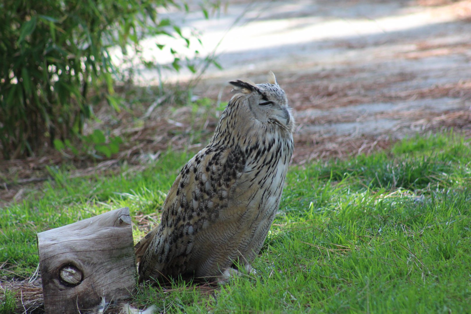 Western Siberian Eagle-Owl