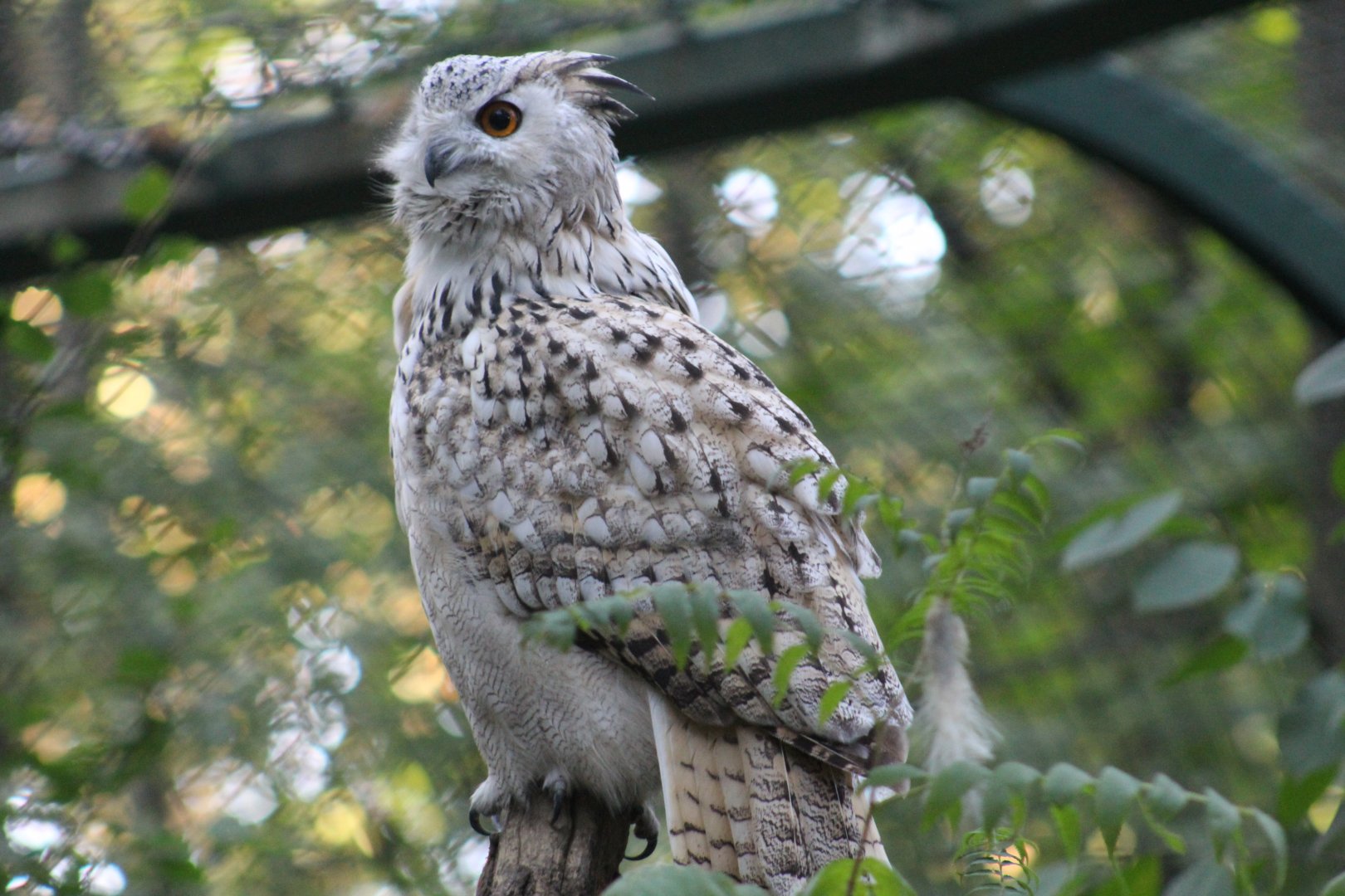 Western Siberian Eagle-Owl