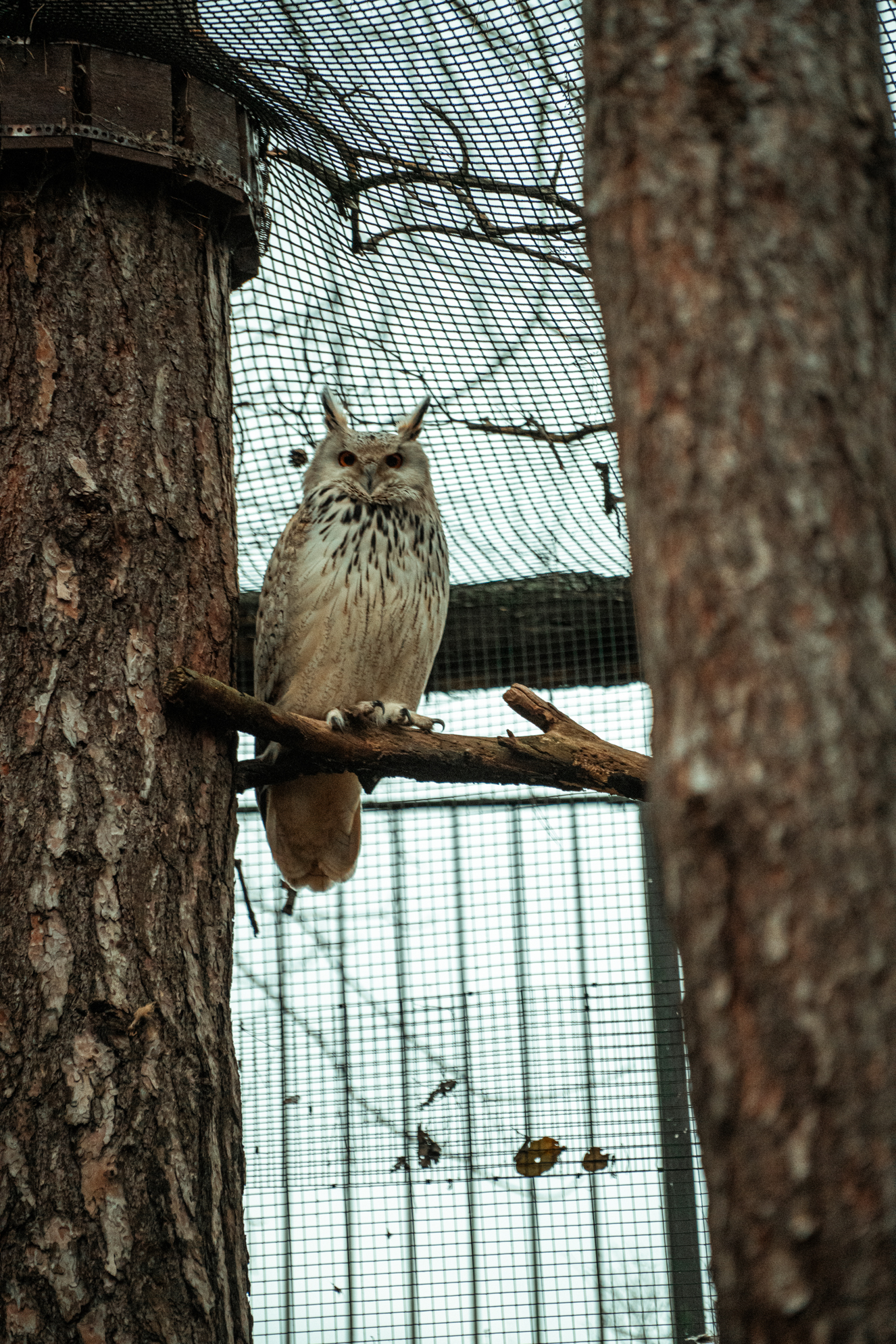 Western Siberian Eagle-owl