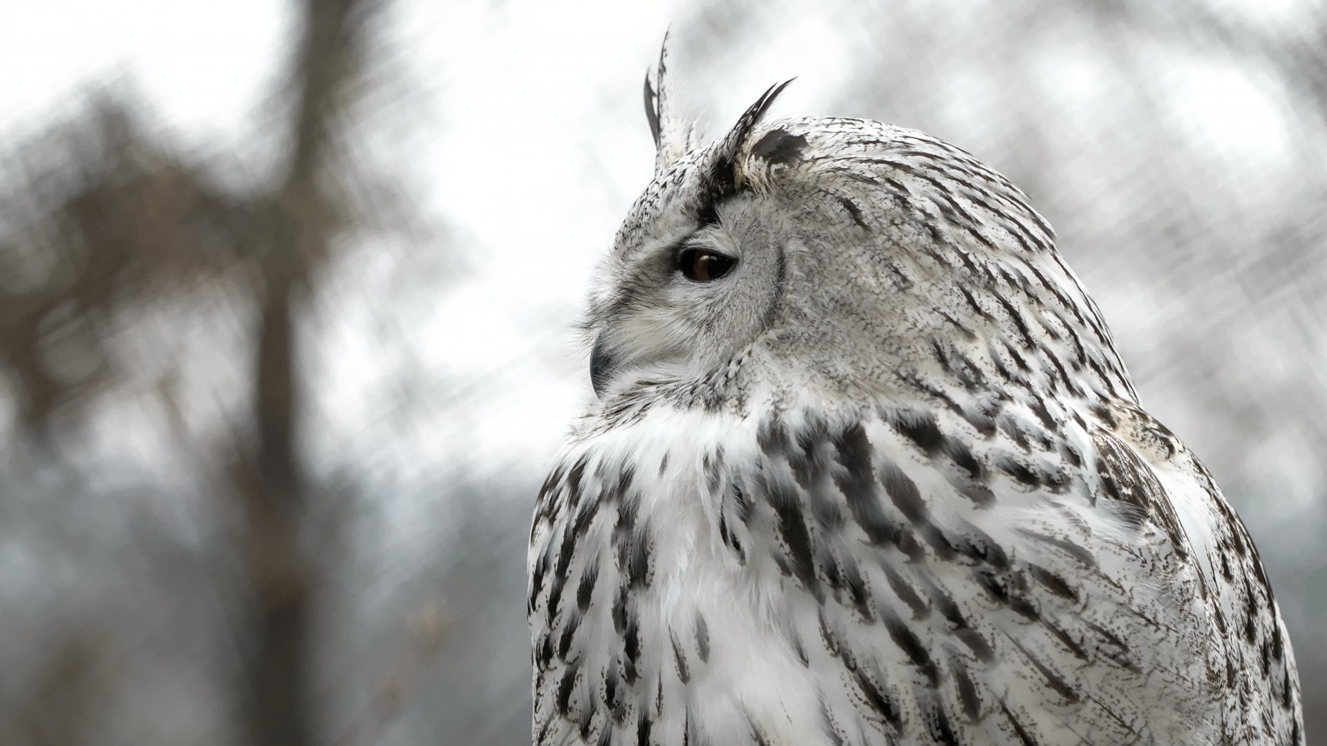 Western Siberian eagle-owl
