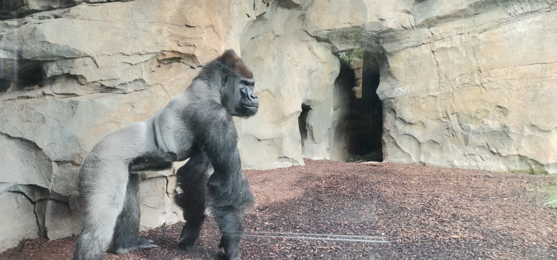 Western Silverback gorilla