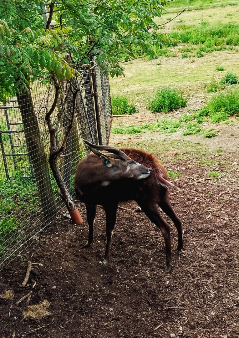 Western Sitatunga 010625