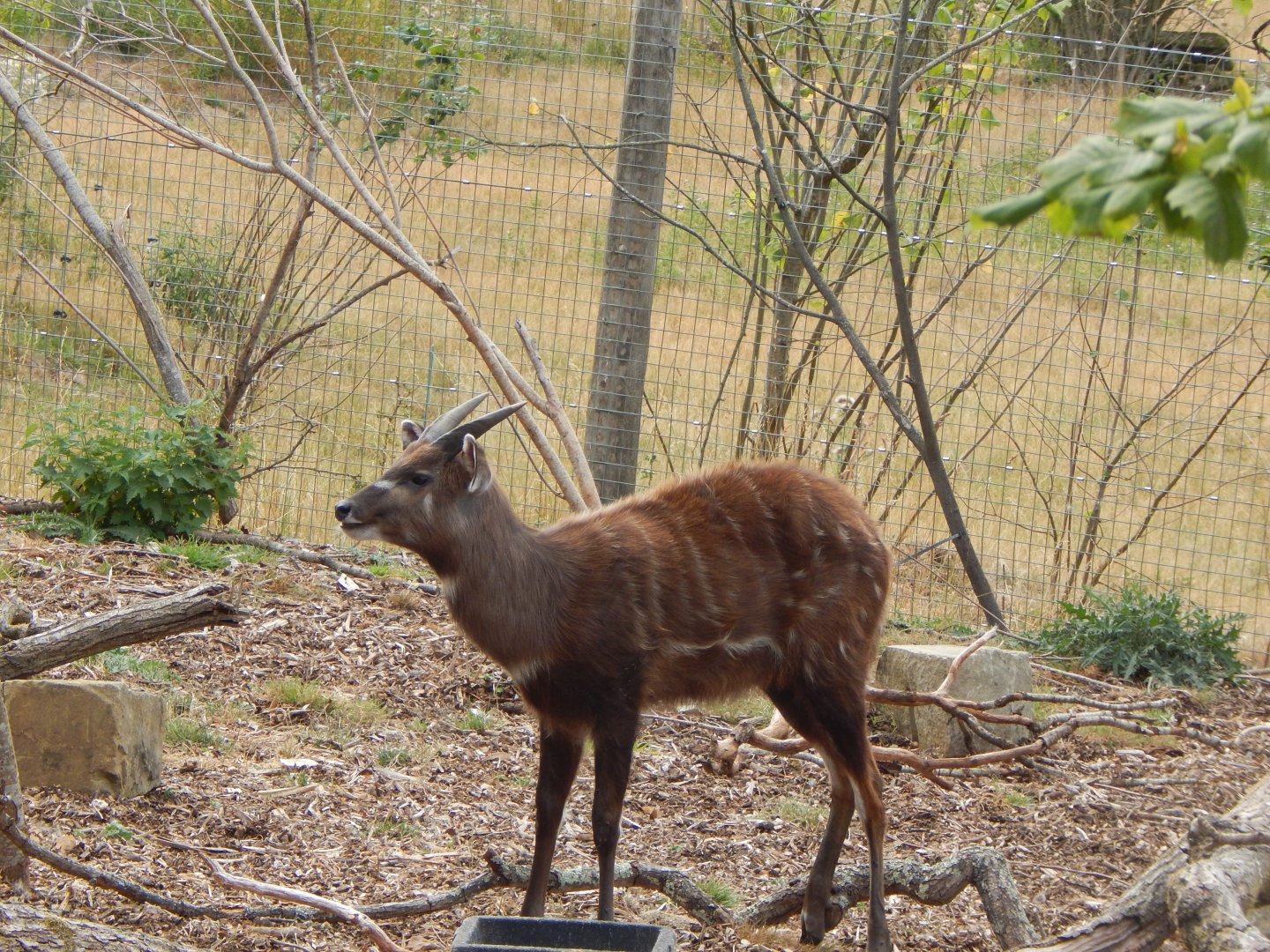 Western sitatunga 040822