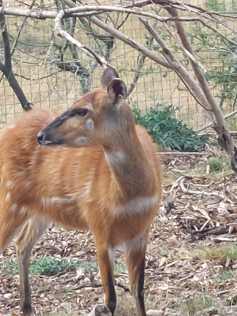 Western sitatunga 040822
