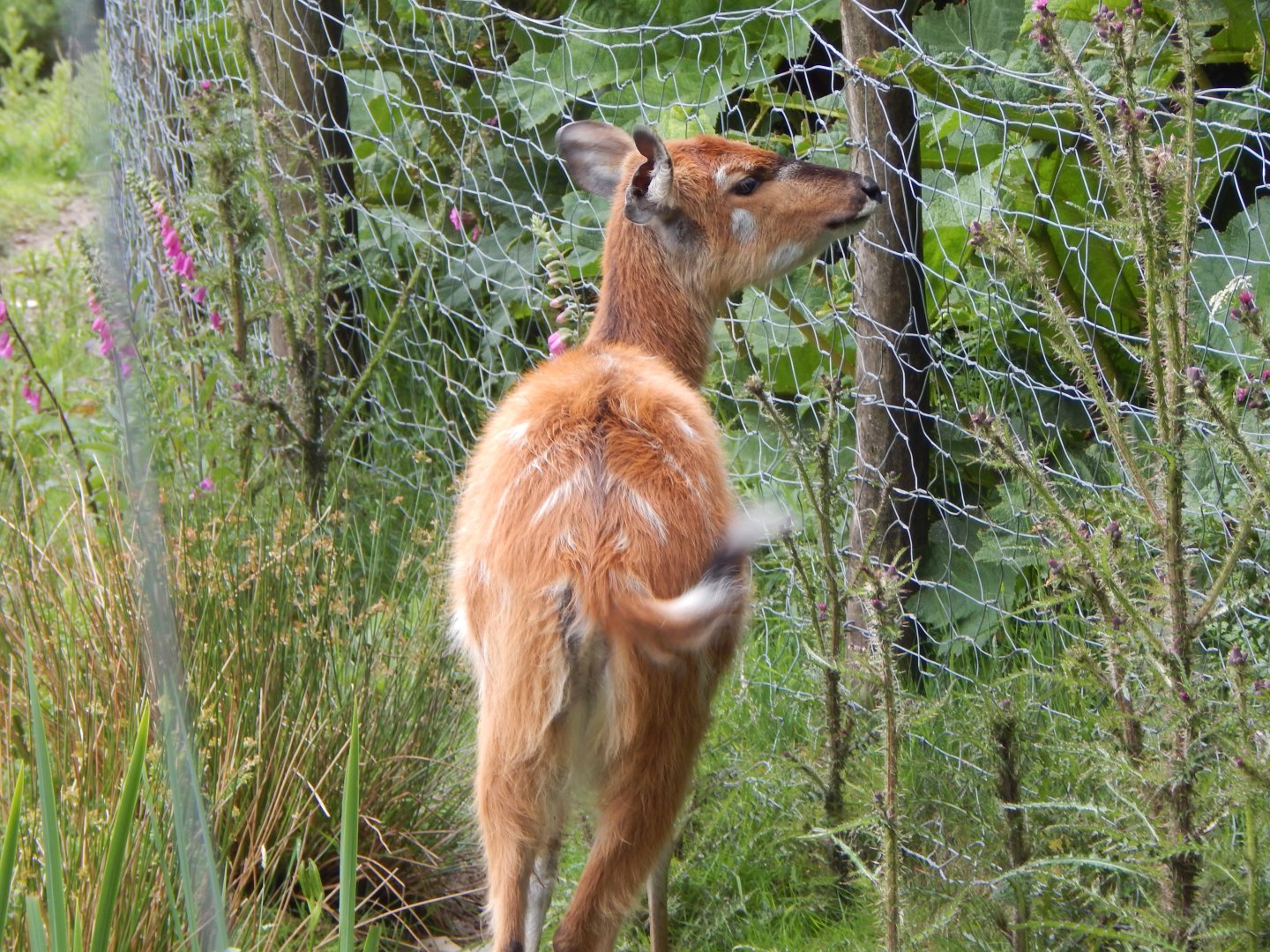 Western sitatunga 050625