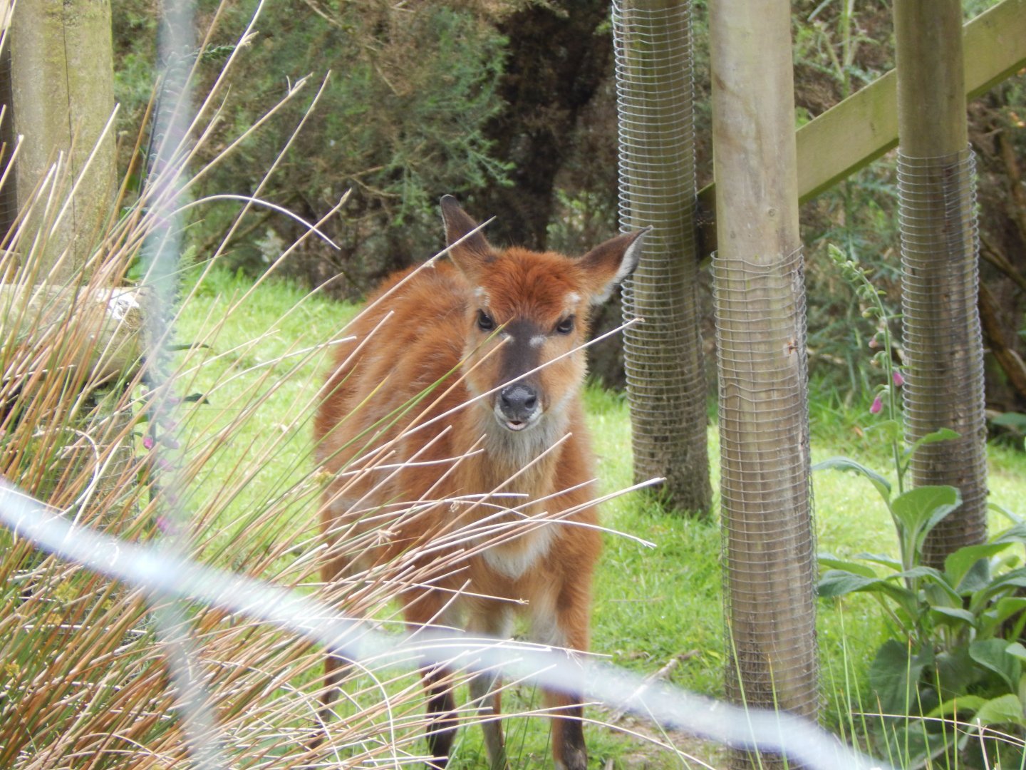 Western sitatunga 050625