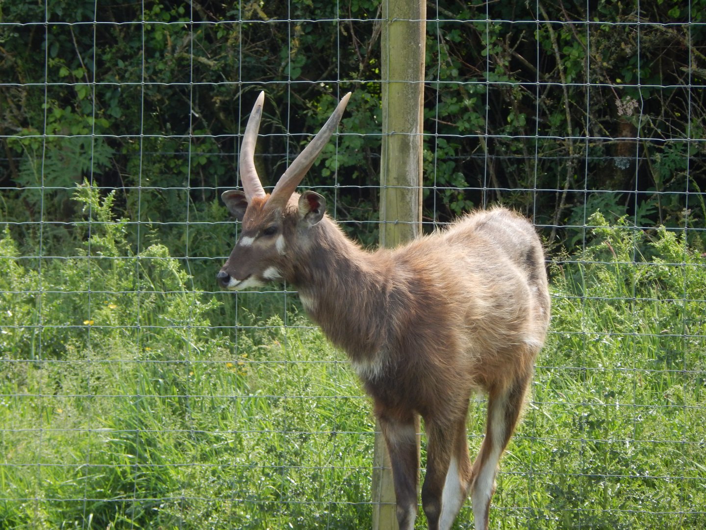 Western sitatunga 060625