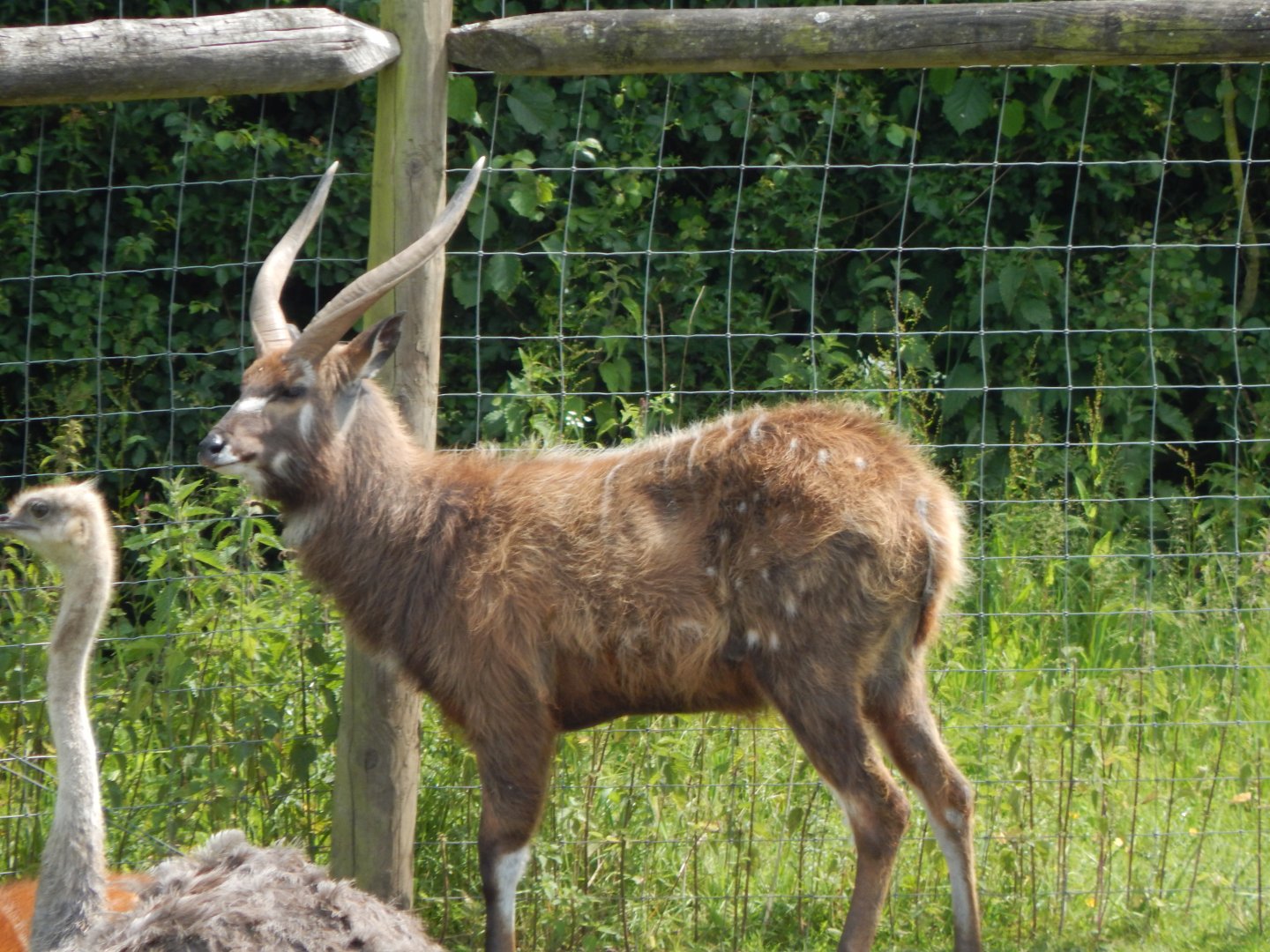 Western sitatunga 060625
