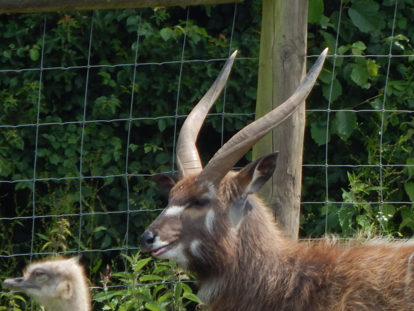 Western sitatunga 060625
