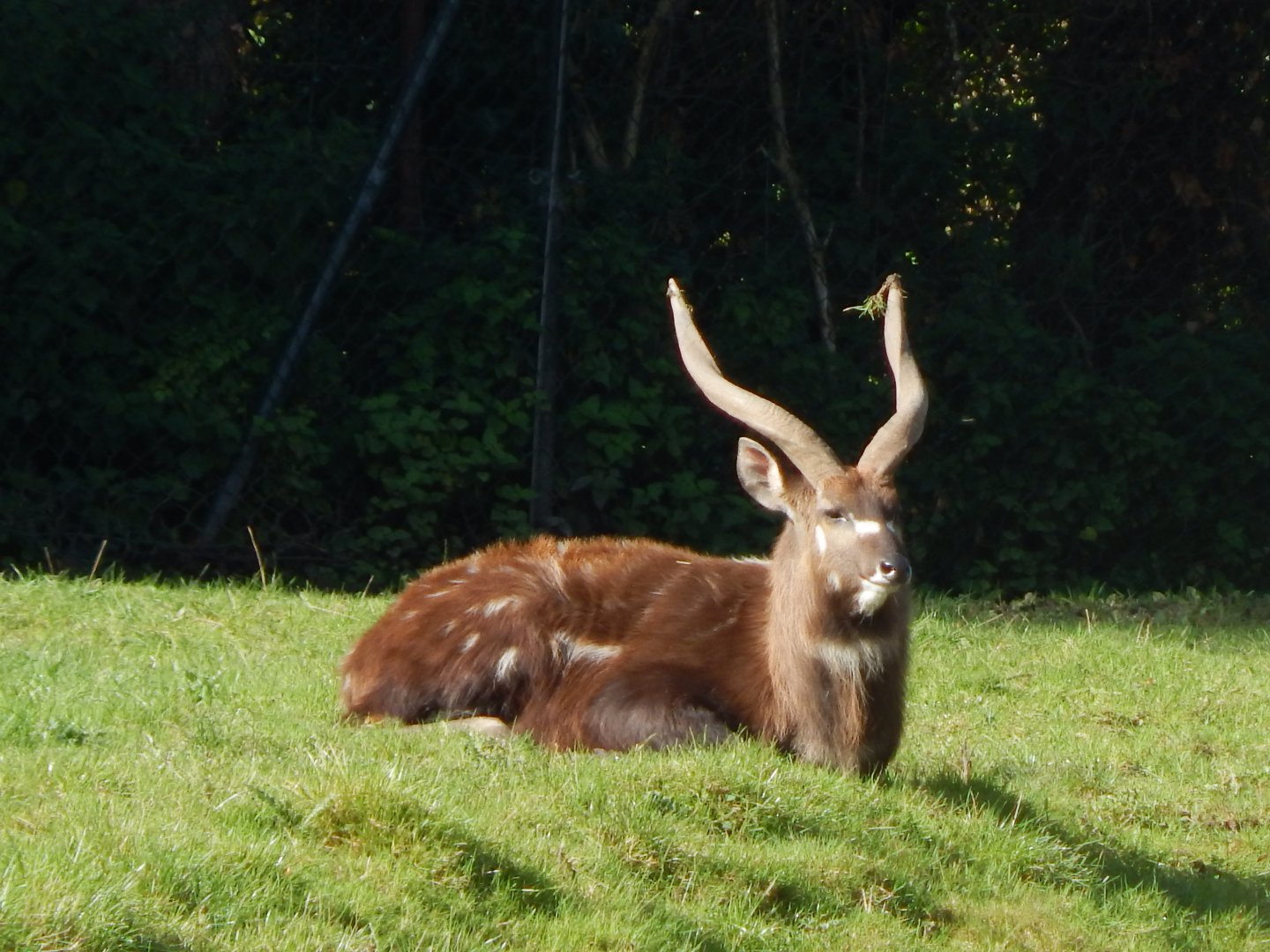 Western sitatunga 071020