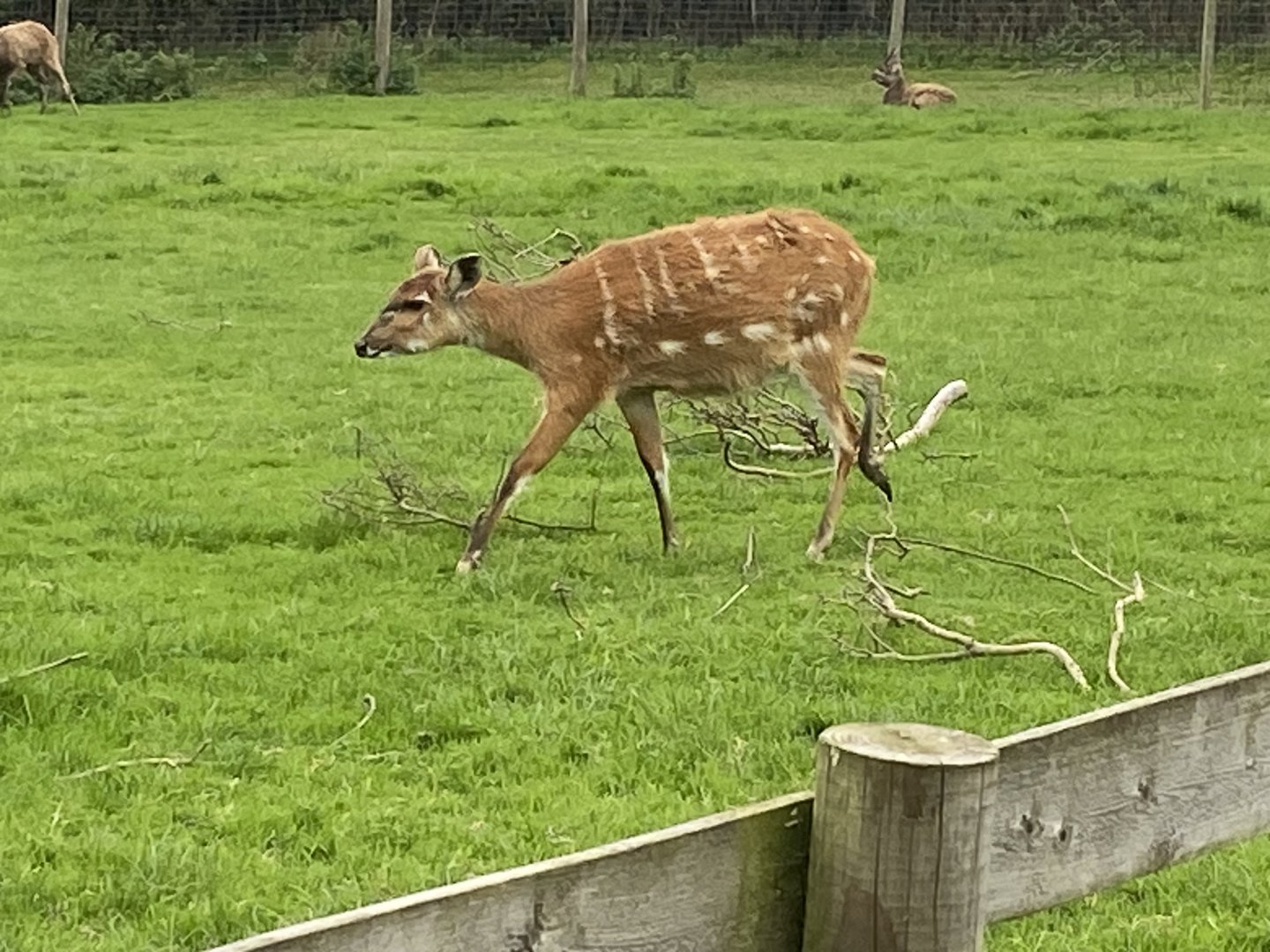 Western sitatunga 101025