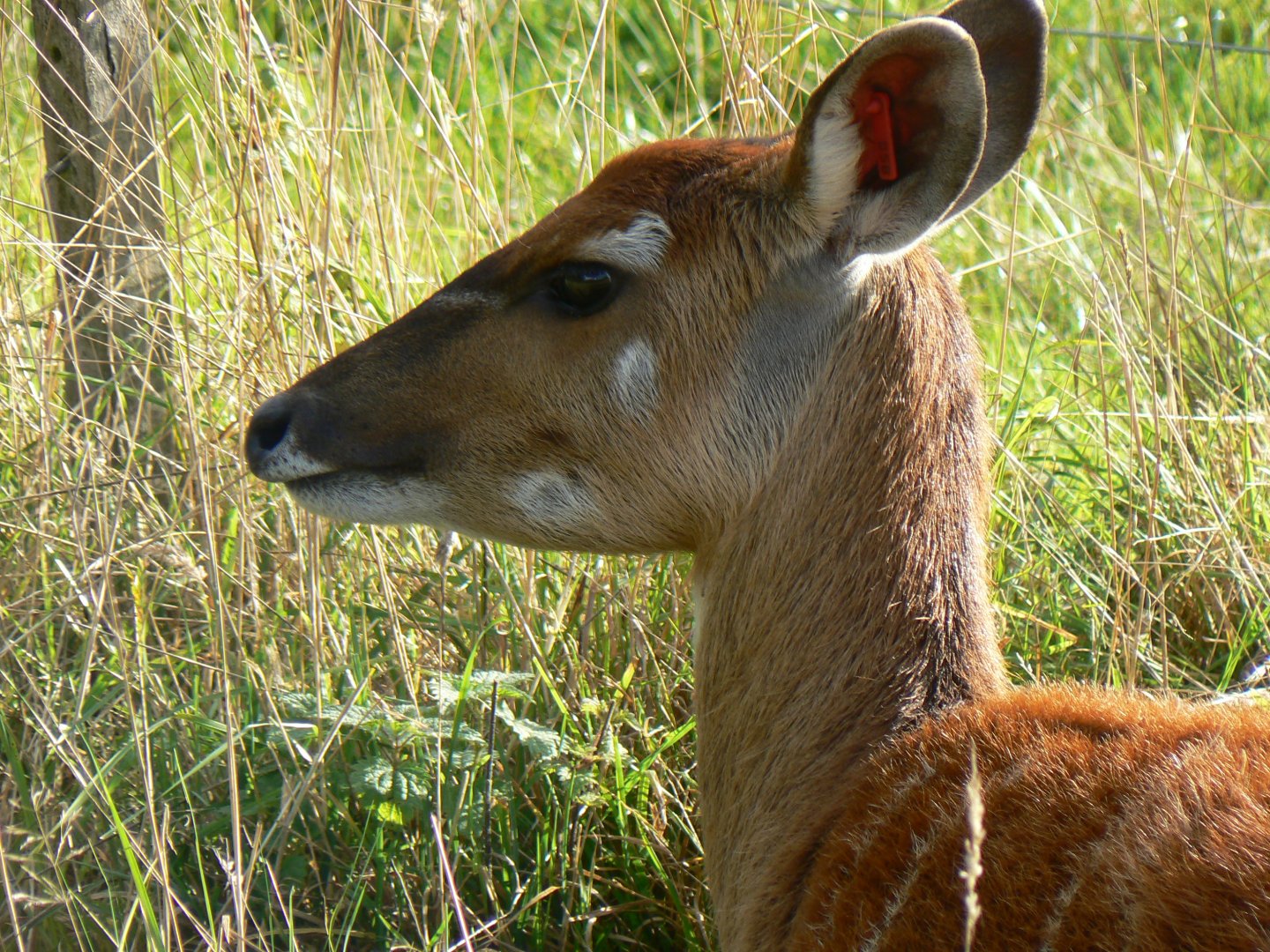 Western Sitatunga - 15 October 2016