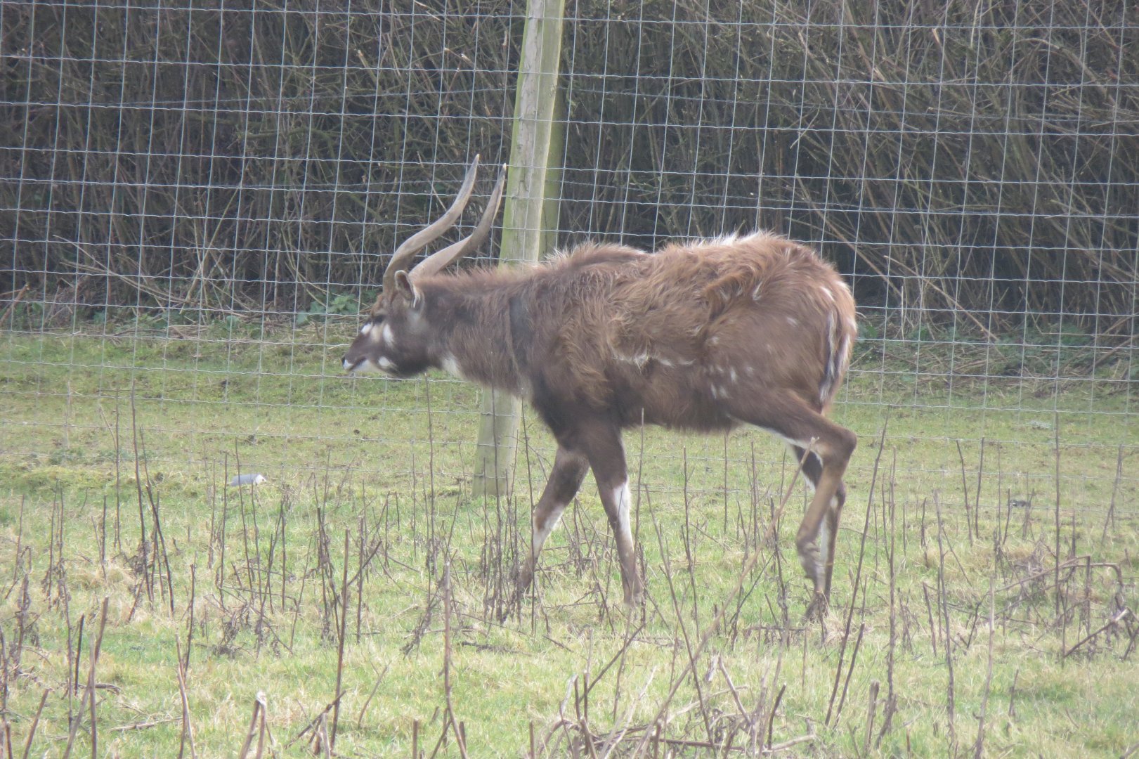 Western sitatunga 170219