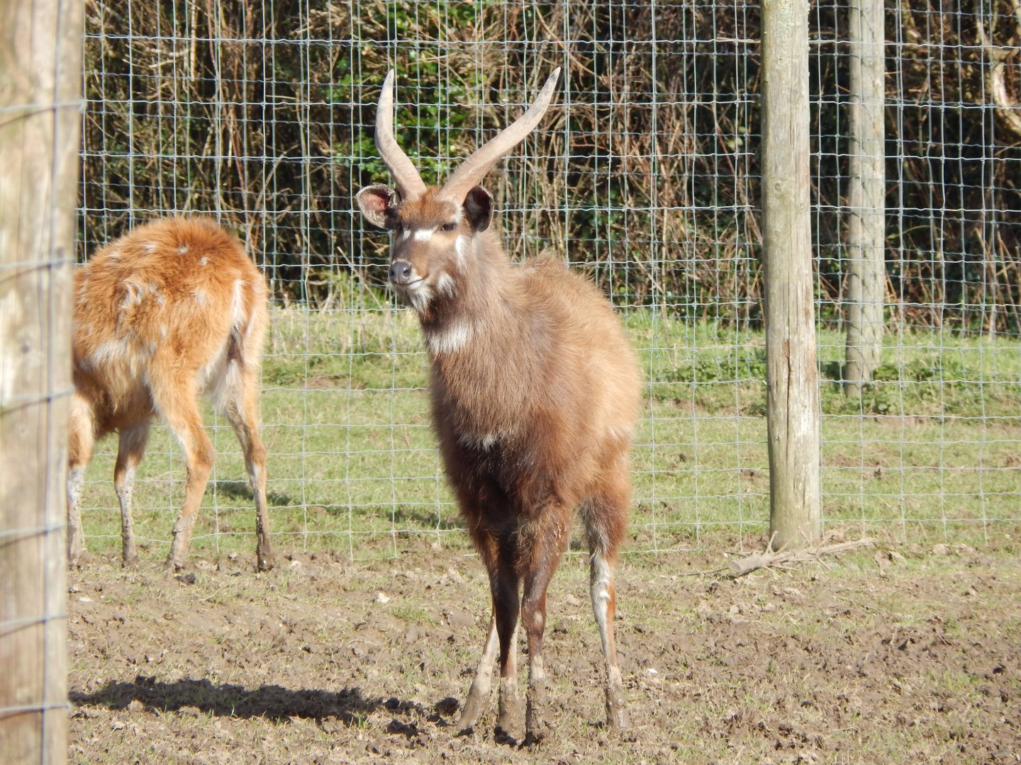 Western sitatunga 250222