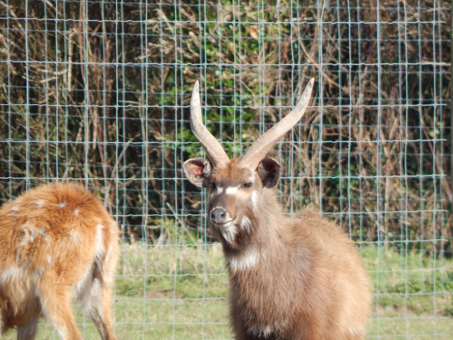 Western sitatunga 250222