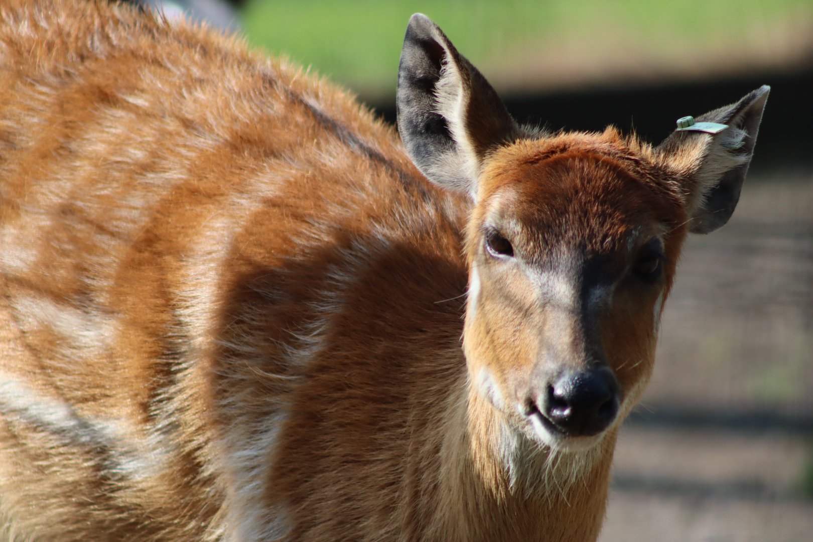 Western sitatunga - 27 June 2021