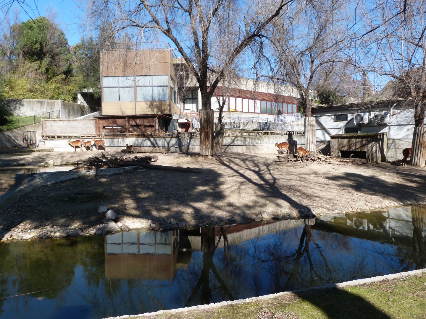 Western sitatunga and Cape barren goose exhibit -Zoo Aquarium de Madrid (2025)