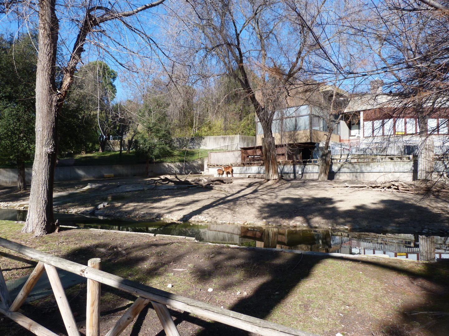 Western sitatunga and Cape barren goose exhibit -Zoo Aquarium de Madrid (2025)