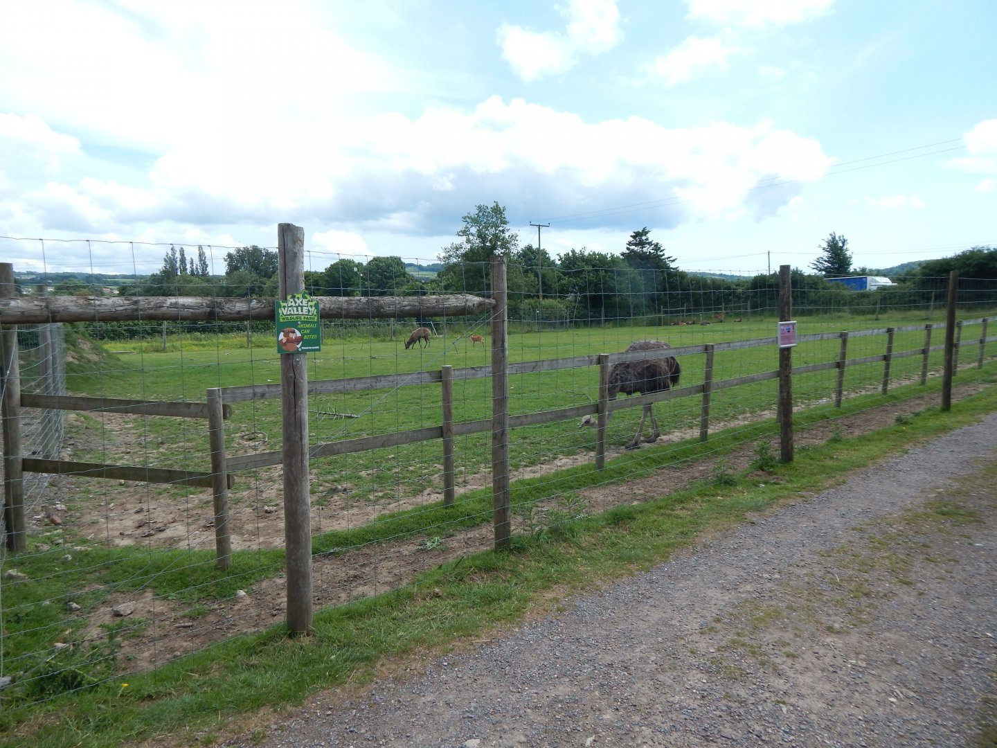 Western sitatunga and Common ostrich enclosure 060625