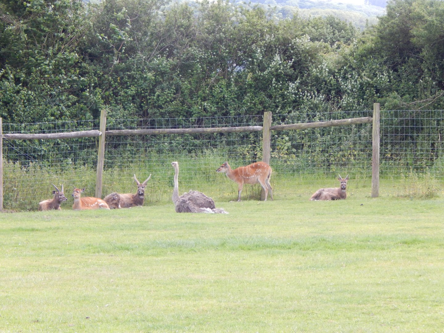 Western sitatunga and Common ostrich enclosure 060625