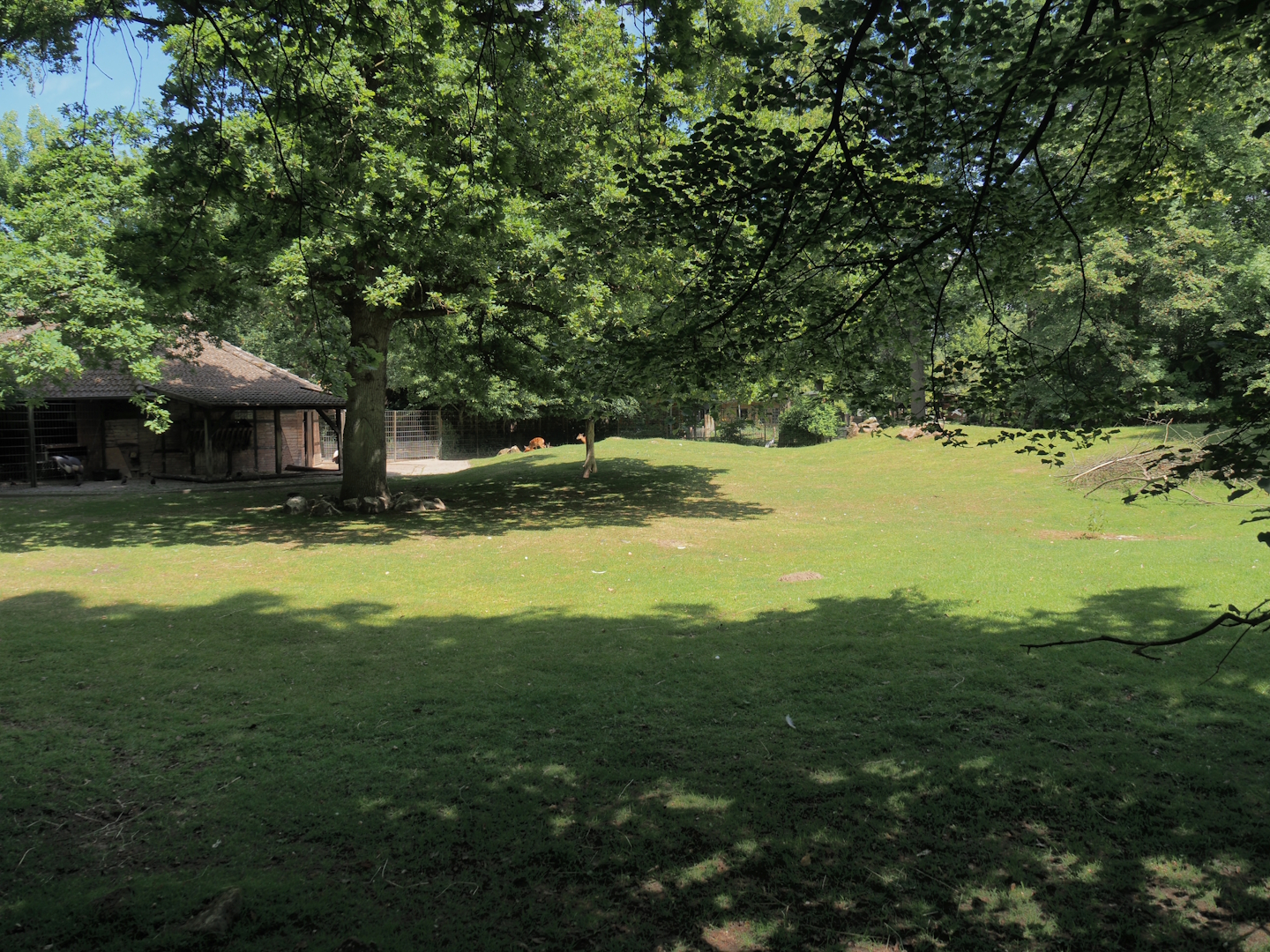 Western sitatunga and Eastern grey crowned crane exhibit, 2025-05-22