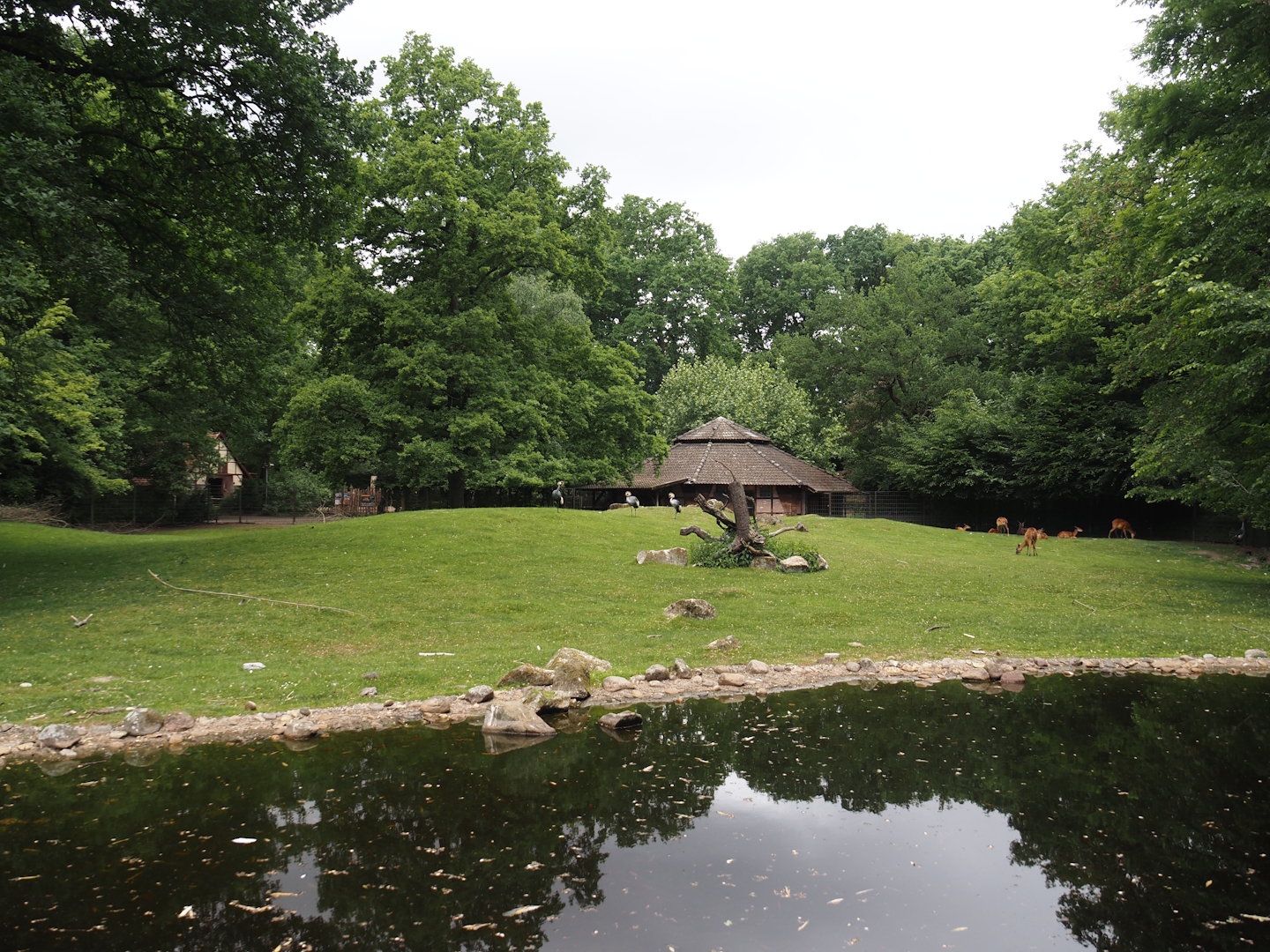 Western sitatunga and Eastern grey crowned crane exhibit, 2025-05-22