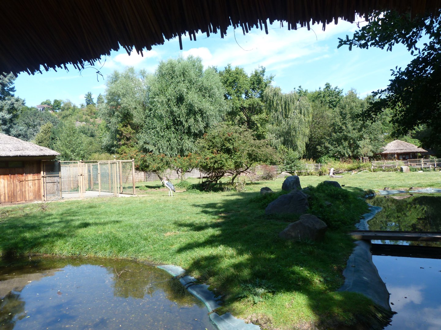 Western sitatunga and Marabou exhibit -Zoo Praha (2025)