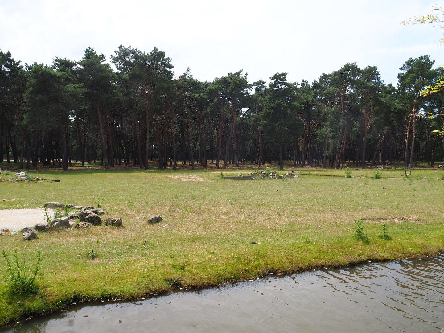 Western sitatunga and Red forest buffalo exhibit, 2022-06-12