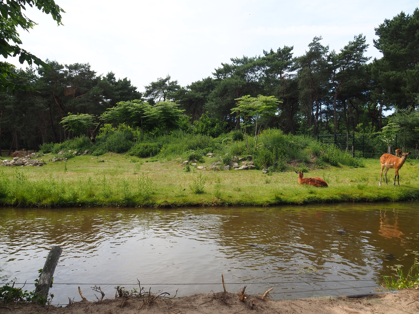 Western sitatunga and Red forest buffalo exhibit, 2022-06-12
