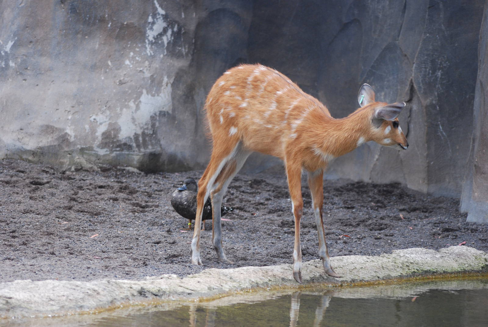 Western Sitatunga at Bioparc Valencia, 28/05/11