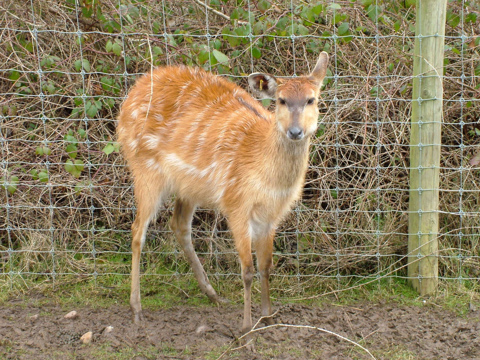 Western Sitatunga at Birmingham Nature Centre 28/02/10