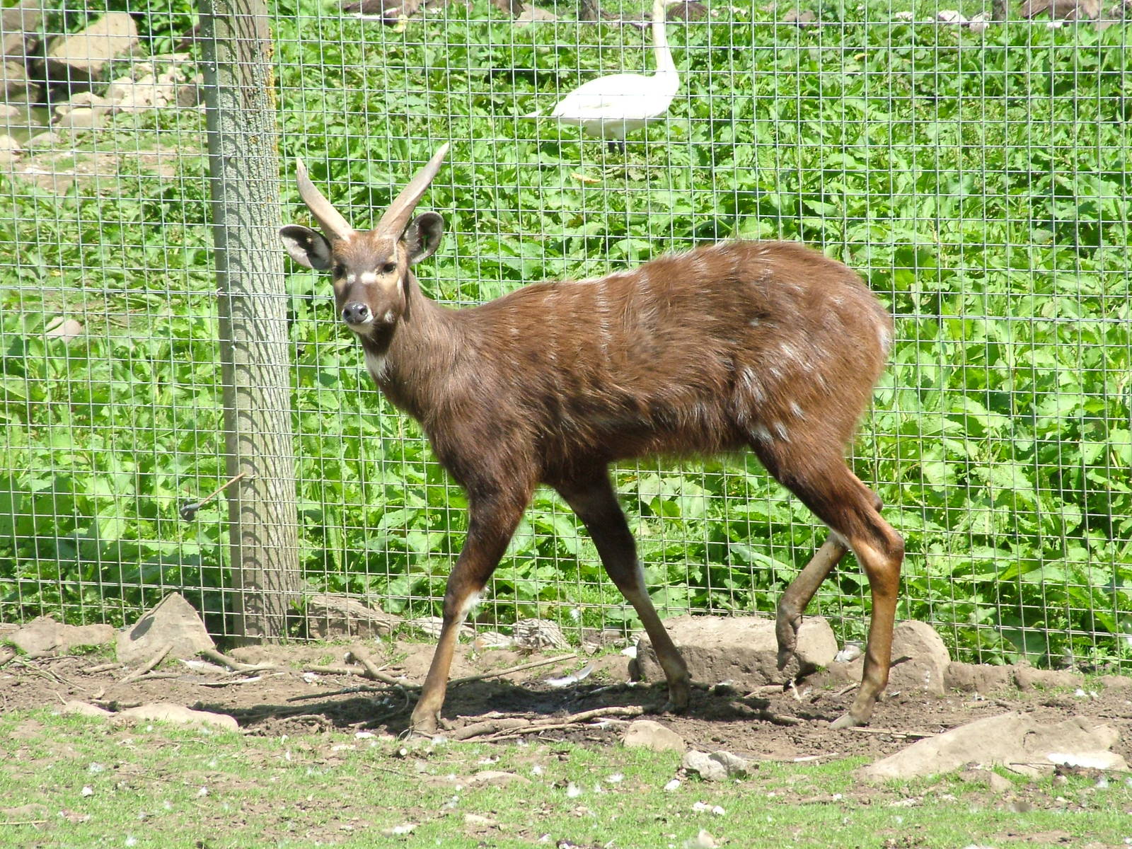 Western Sitatunga at Blackbrook, 12/06/10