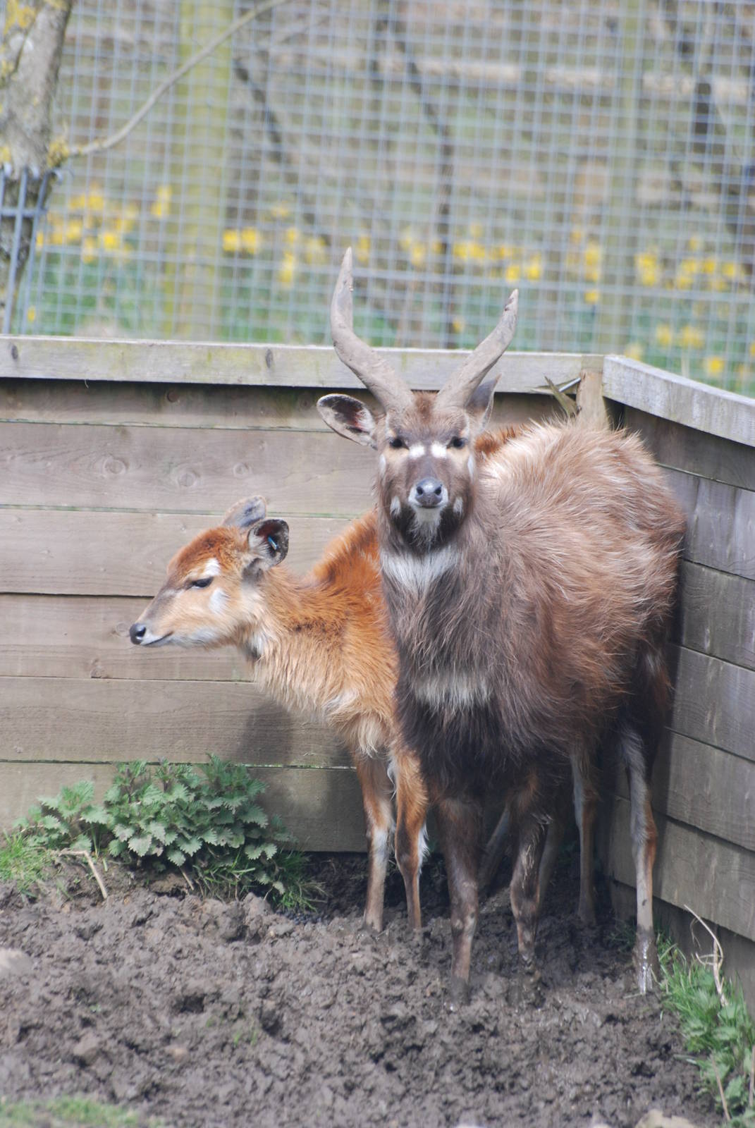 Western Sitatunga at Blackbrook, 22/04/12