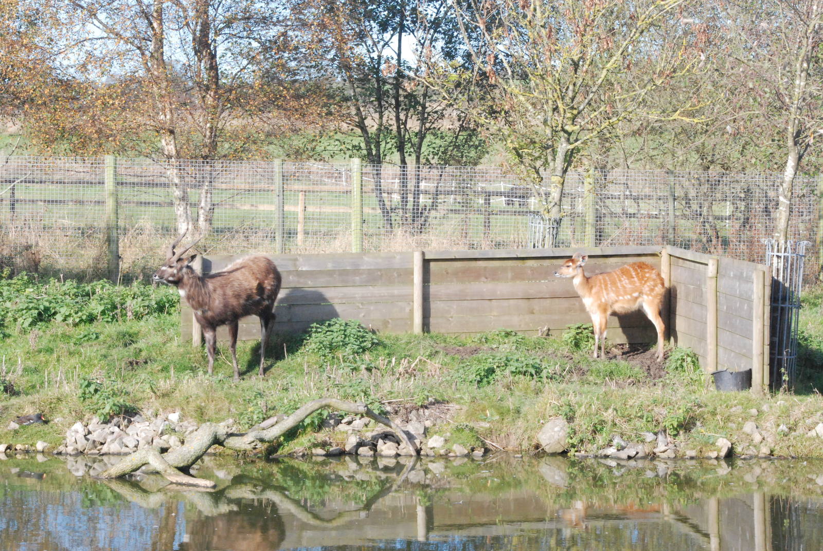Western Sitatunga at Blackbrook, 28/10/11