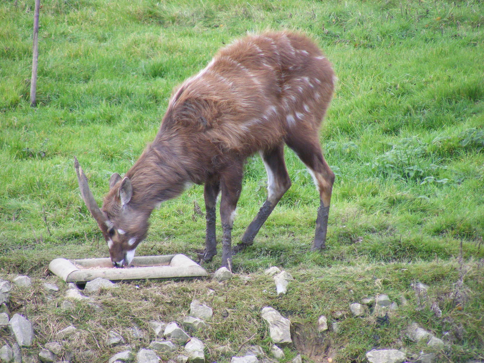 Western sitatunga at Blackbrook Zoo, 13 November 2010