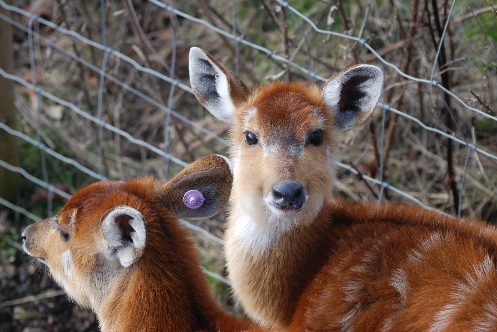 Western Sitatunga at Knowsley, 01/02/15