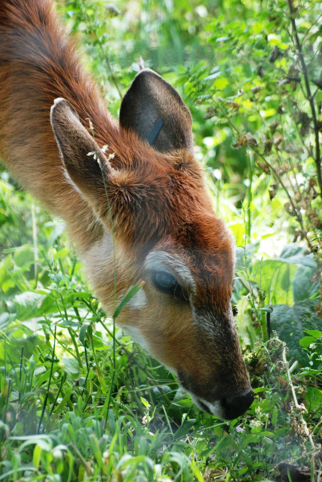Western Sitatunga at Yorkshire WP, 05/08/12